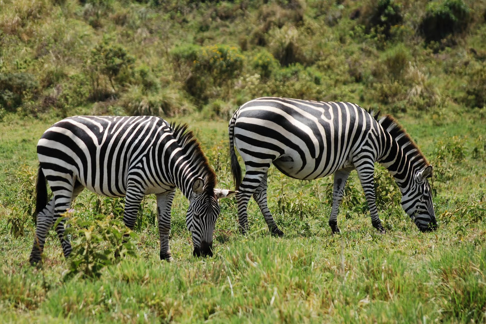 1 Day Arusha National Park Safari