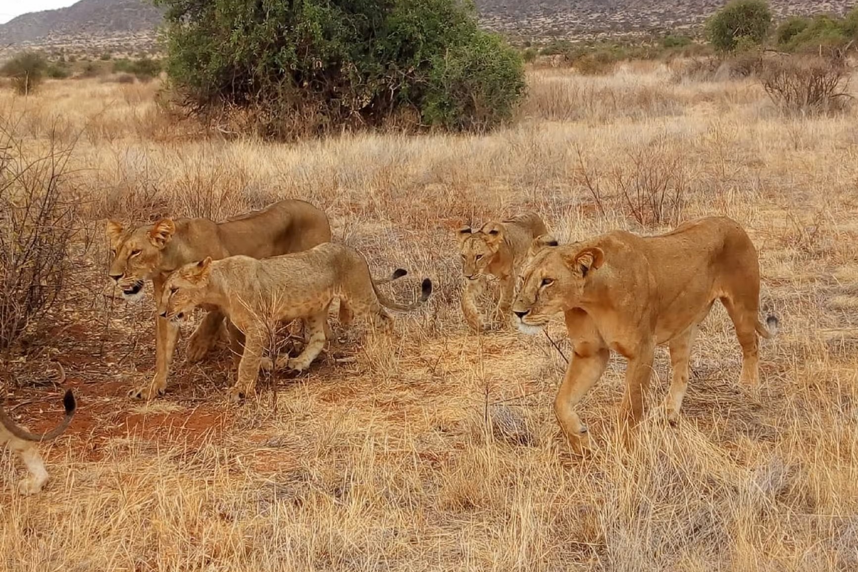 1 Day Arusha National Park Safari