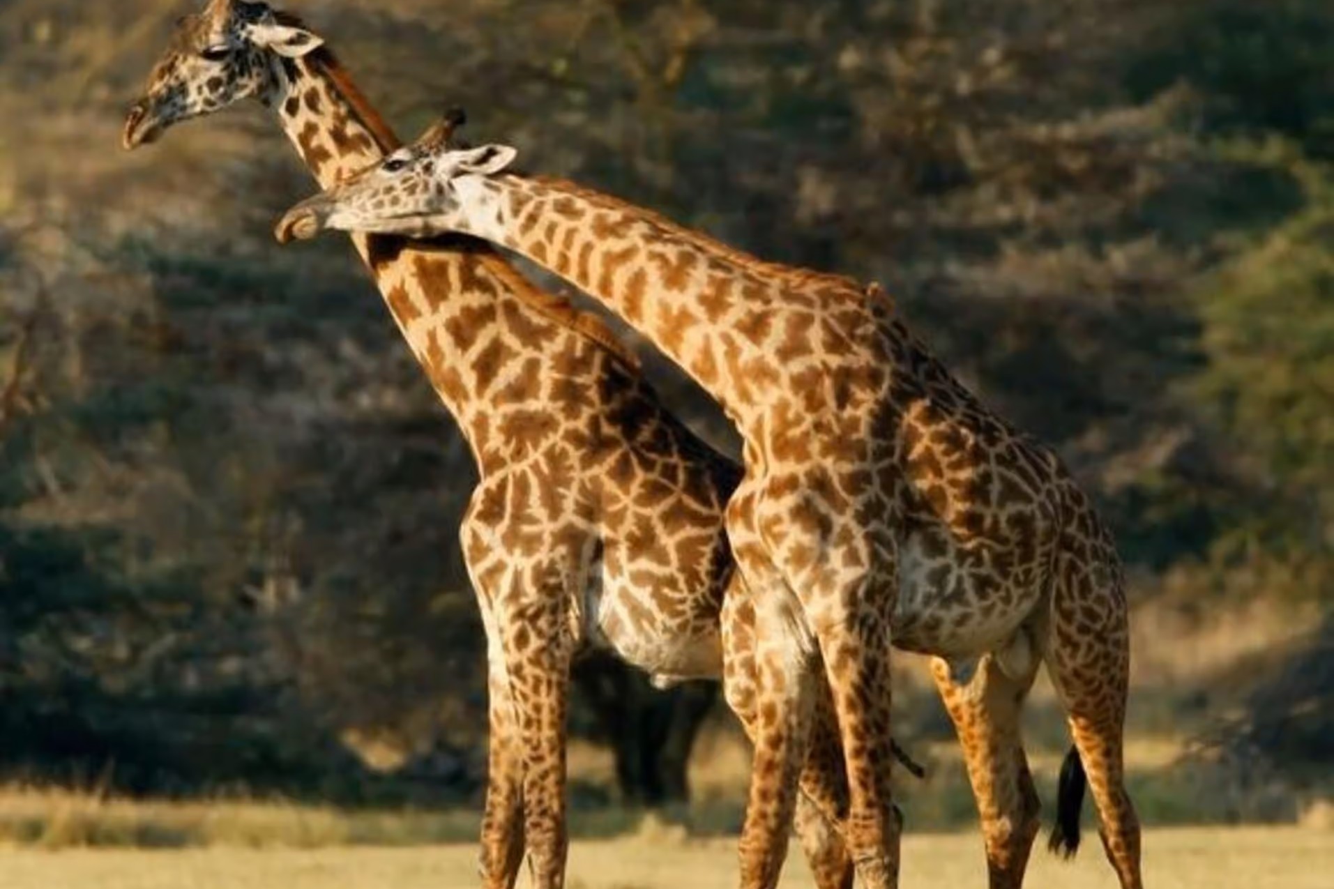1 Day Arusha National Park Safari