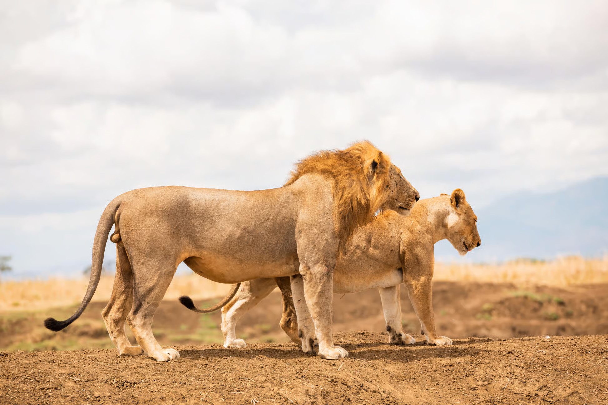 1 Day Mikumi National Park Flying Safari