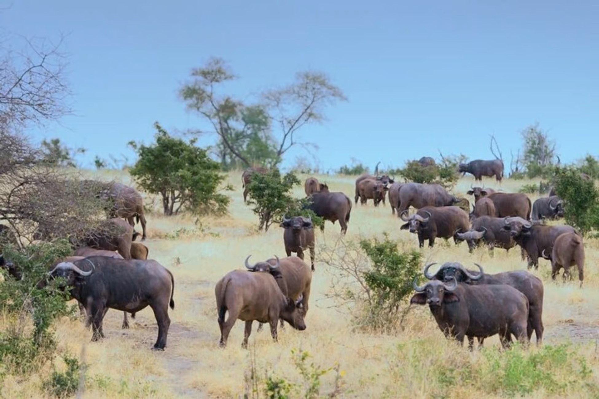 1 Day Mikumi National Park Flying Safari