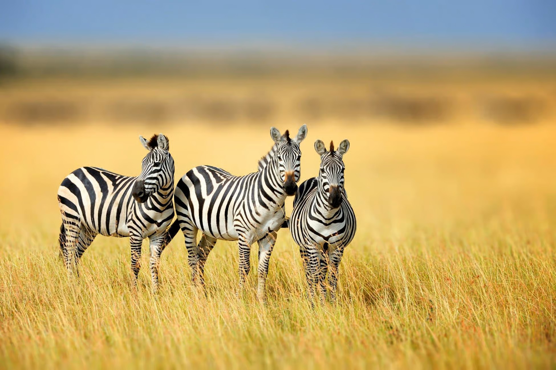 1 Day Mikumi National Park Flying Safari
