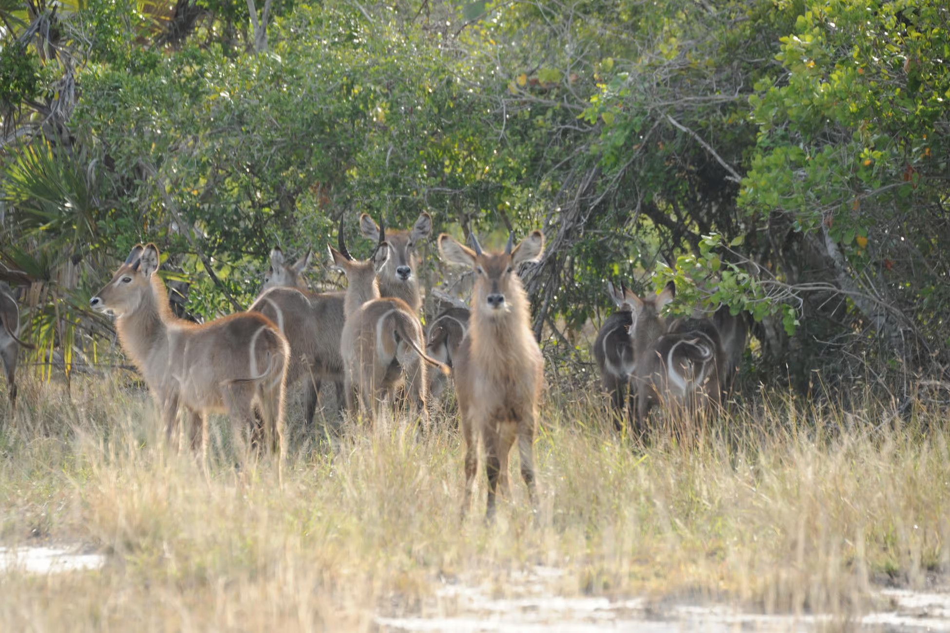 1 Day Saadani Safari by Water