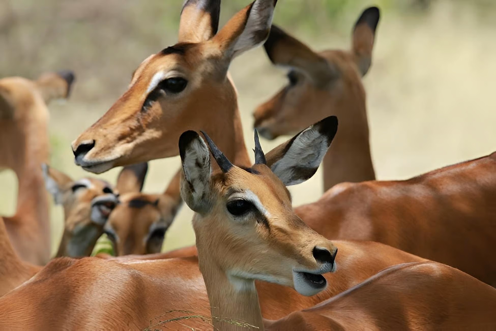 1 Day Saadani Safari by Water