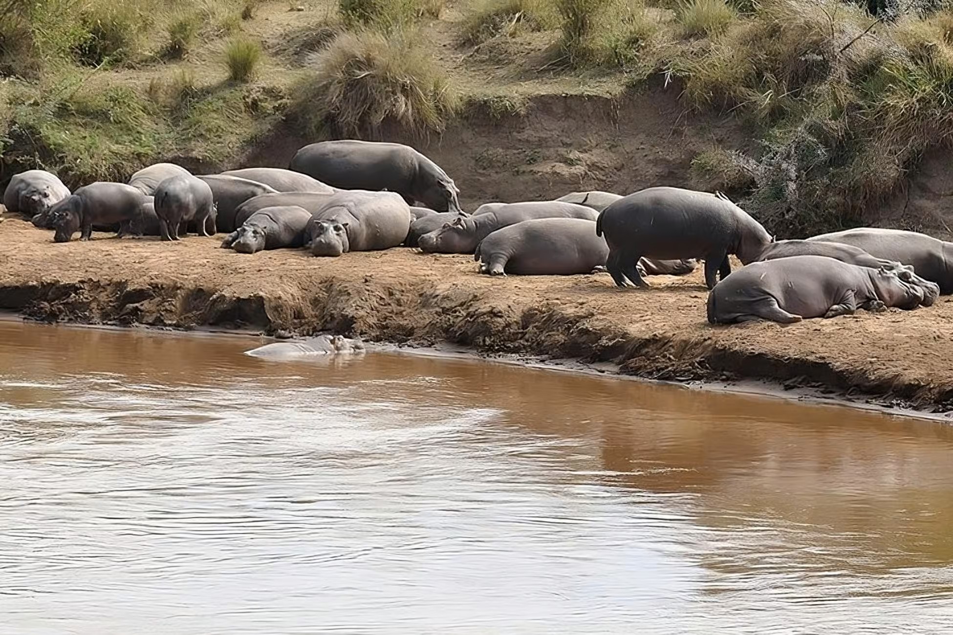 1 Day Saadani Safari by Water - Image 5