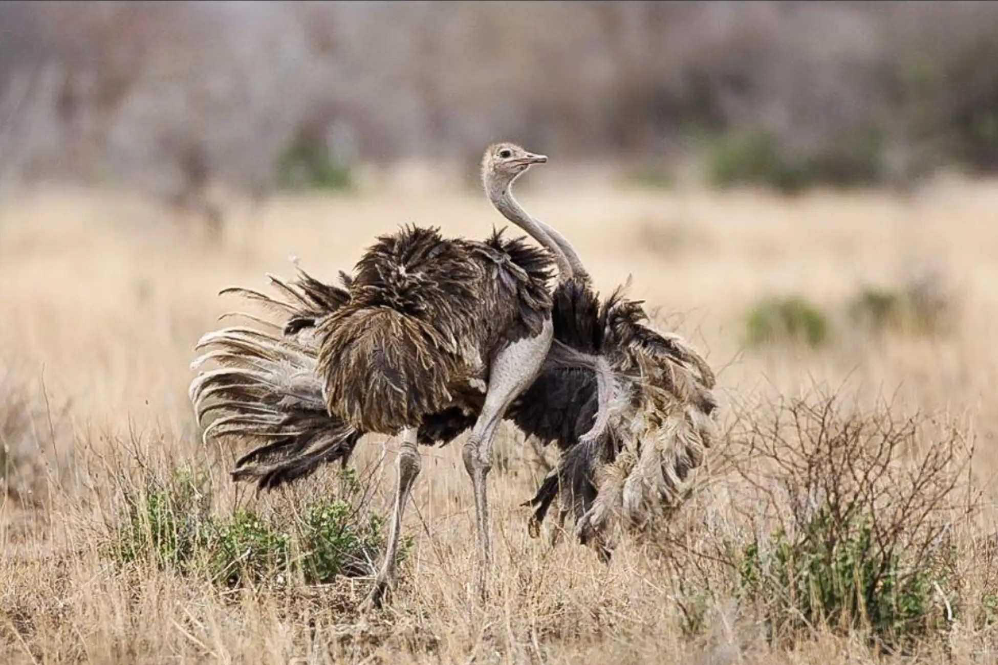 1 Day Safari to Mkomazi National Park