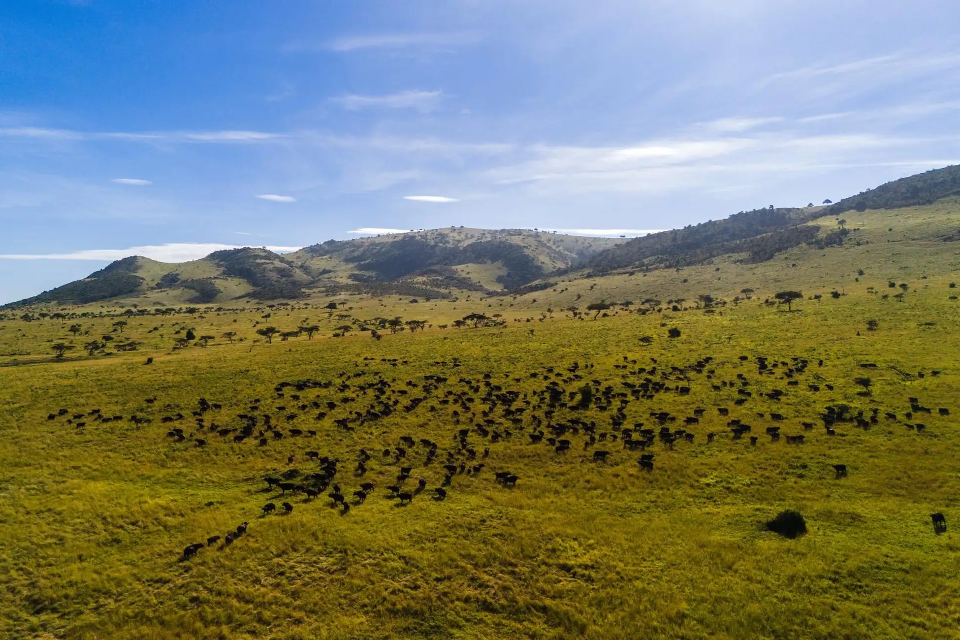 2 Days 1 Night Safari Serengeti From Zanzibar