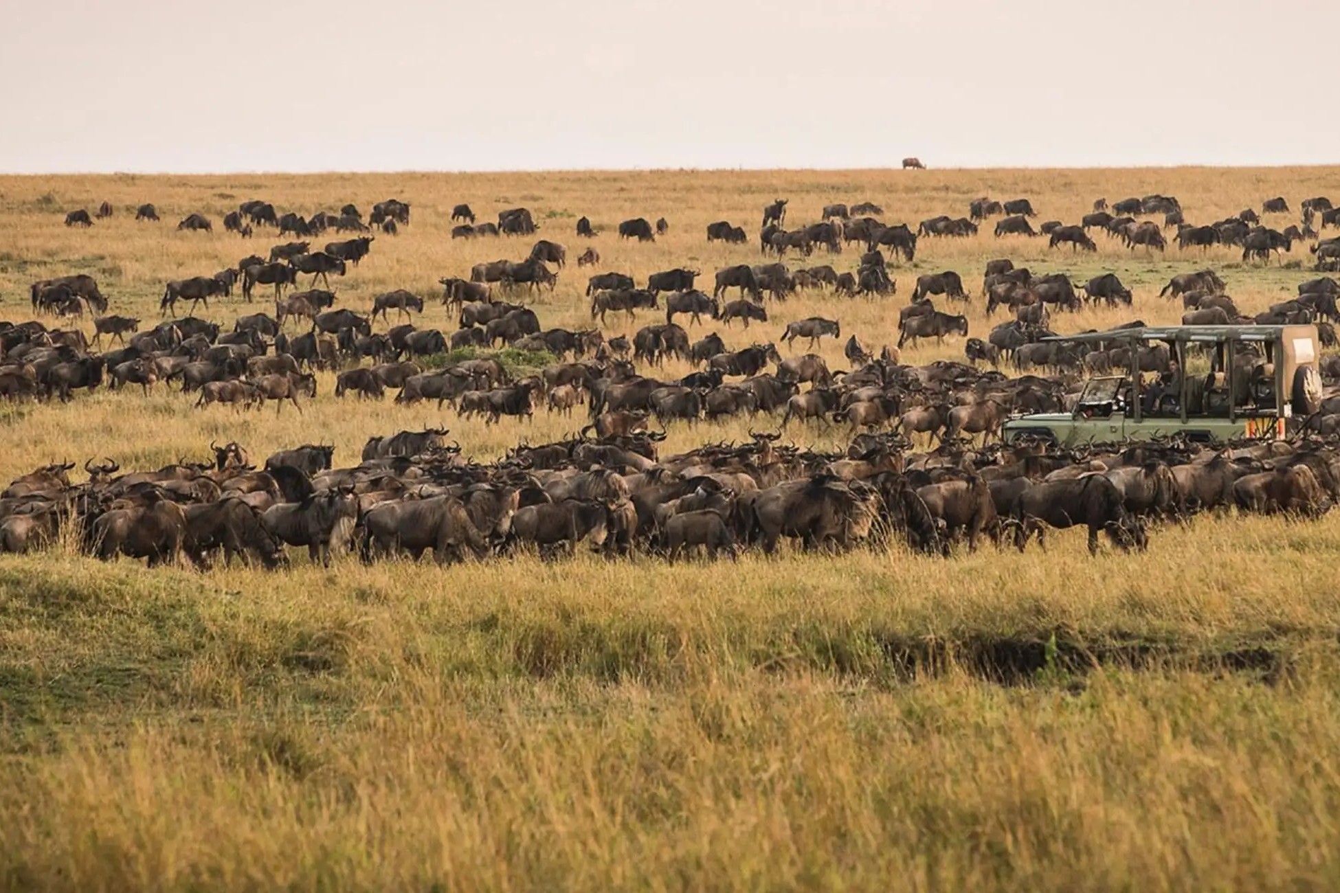 3 Days 2 Nights Safari Serengeti From Zanzibar