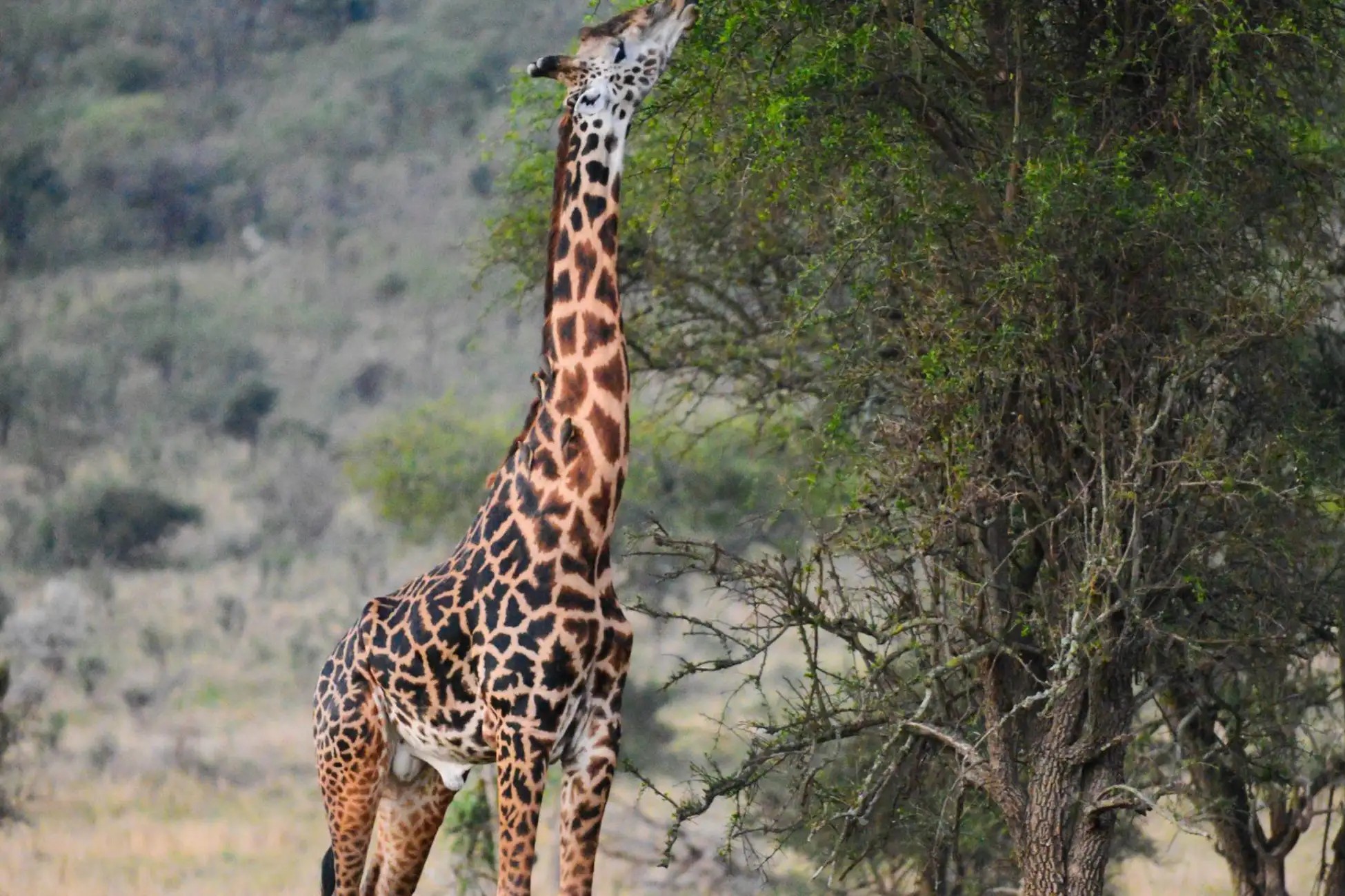 3 Days 2 Nights Safari Serengeti From Zanzibar