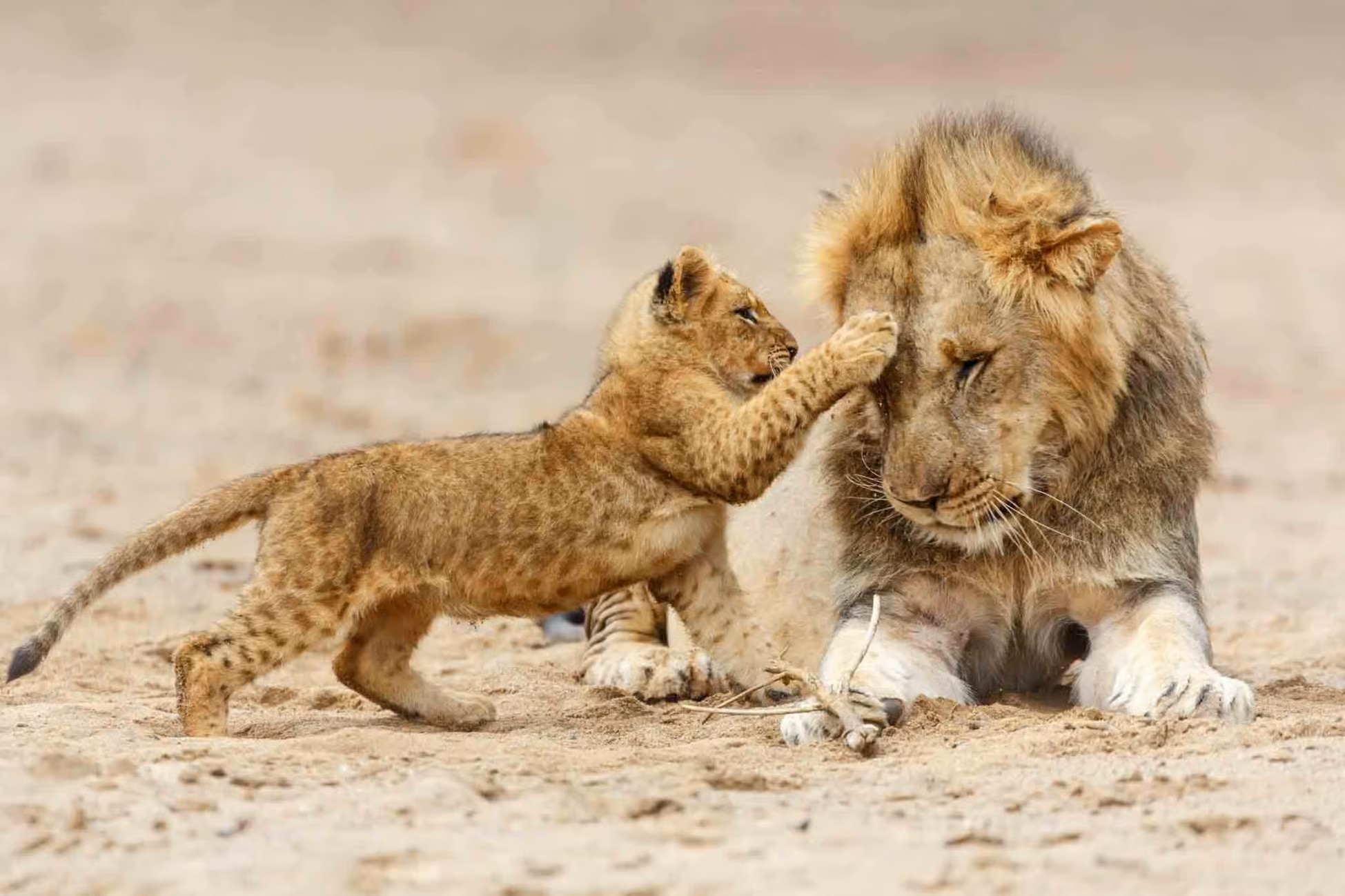 3 Days 2 Nights Safari Serengeti From Zanzibar