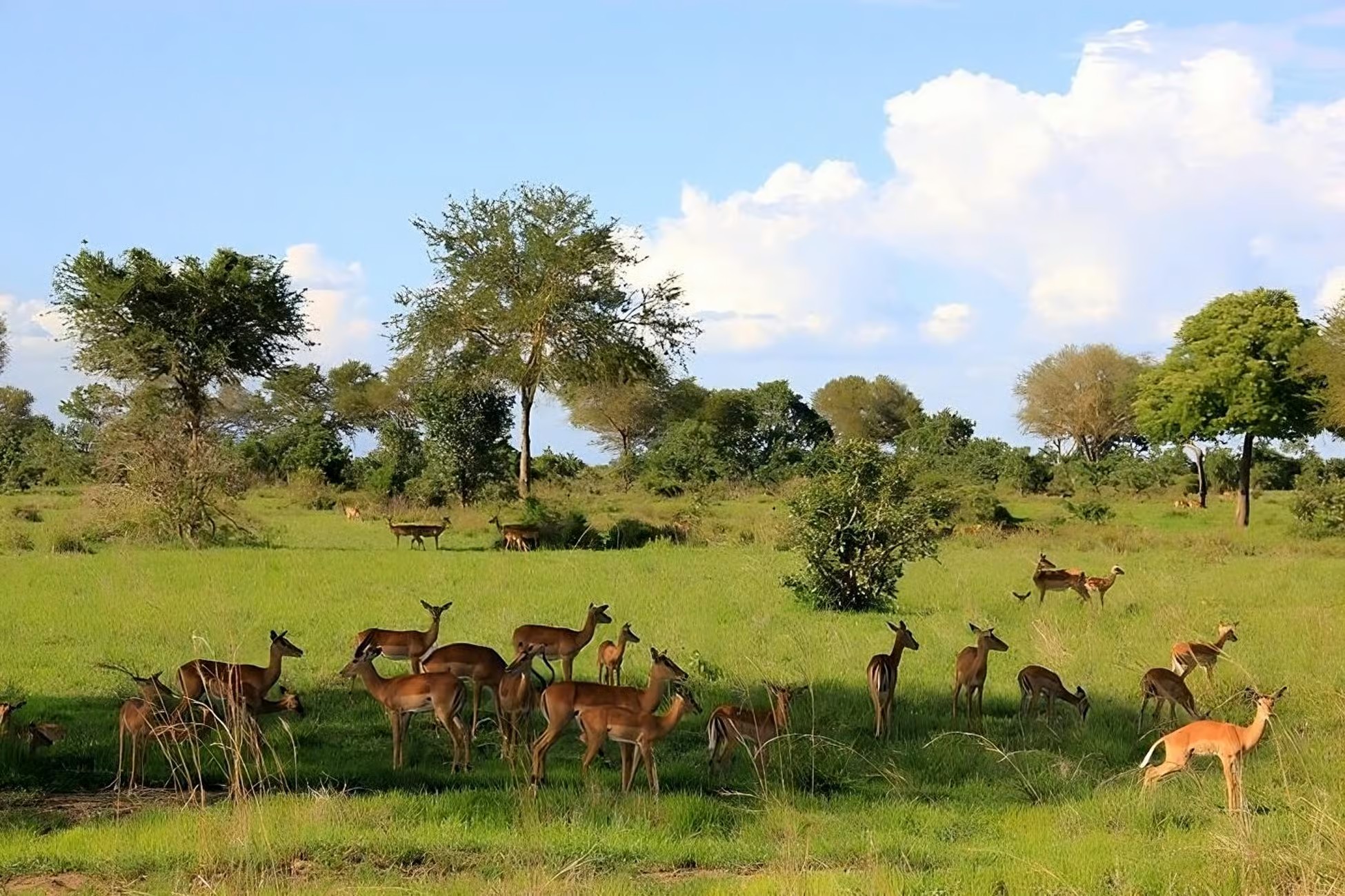 3 Days Nyerere National Park Safari