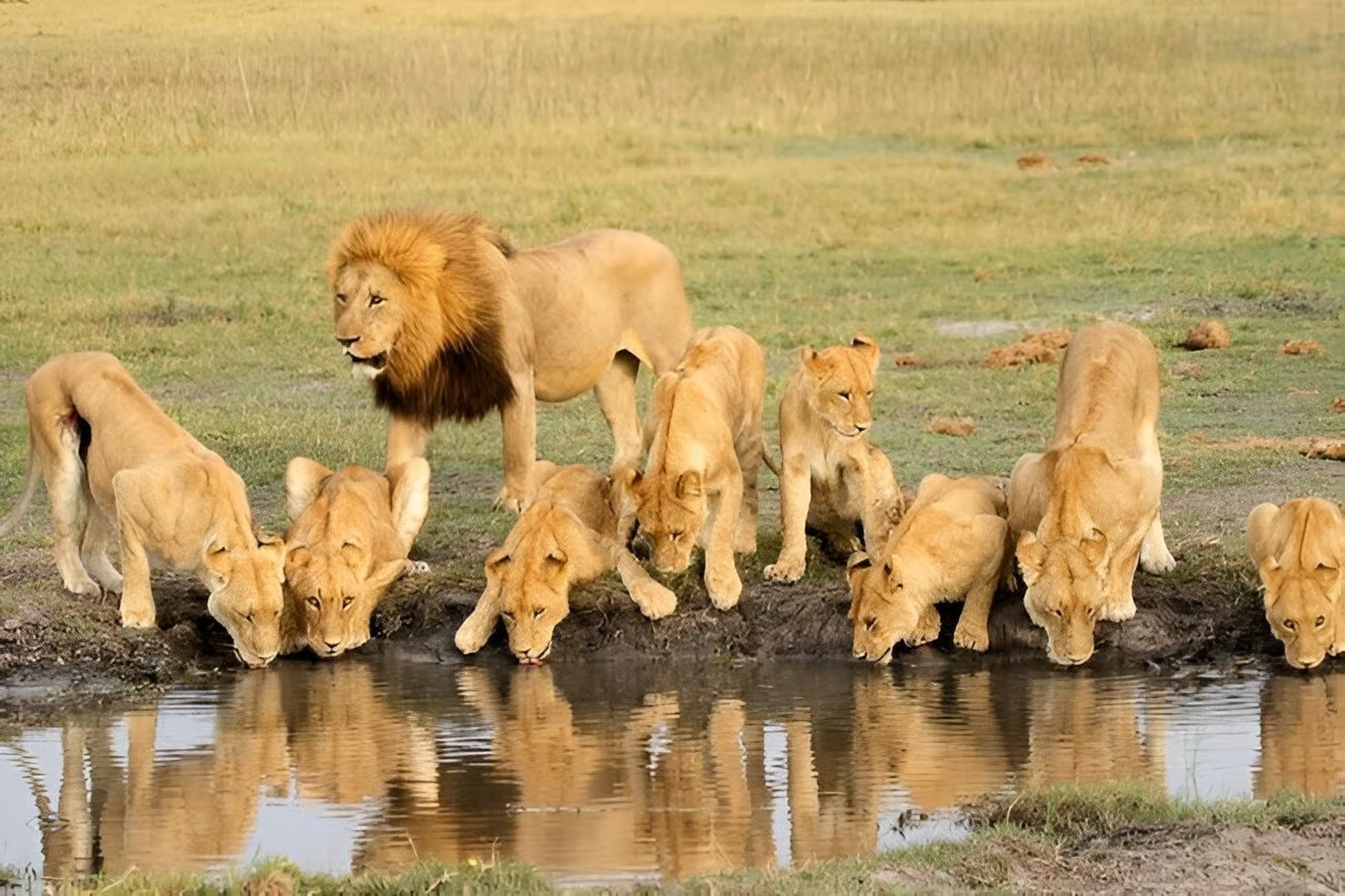 Nyerere National Park Safari Day 2 wilderness game drives