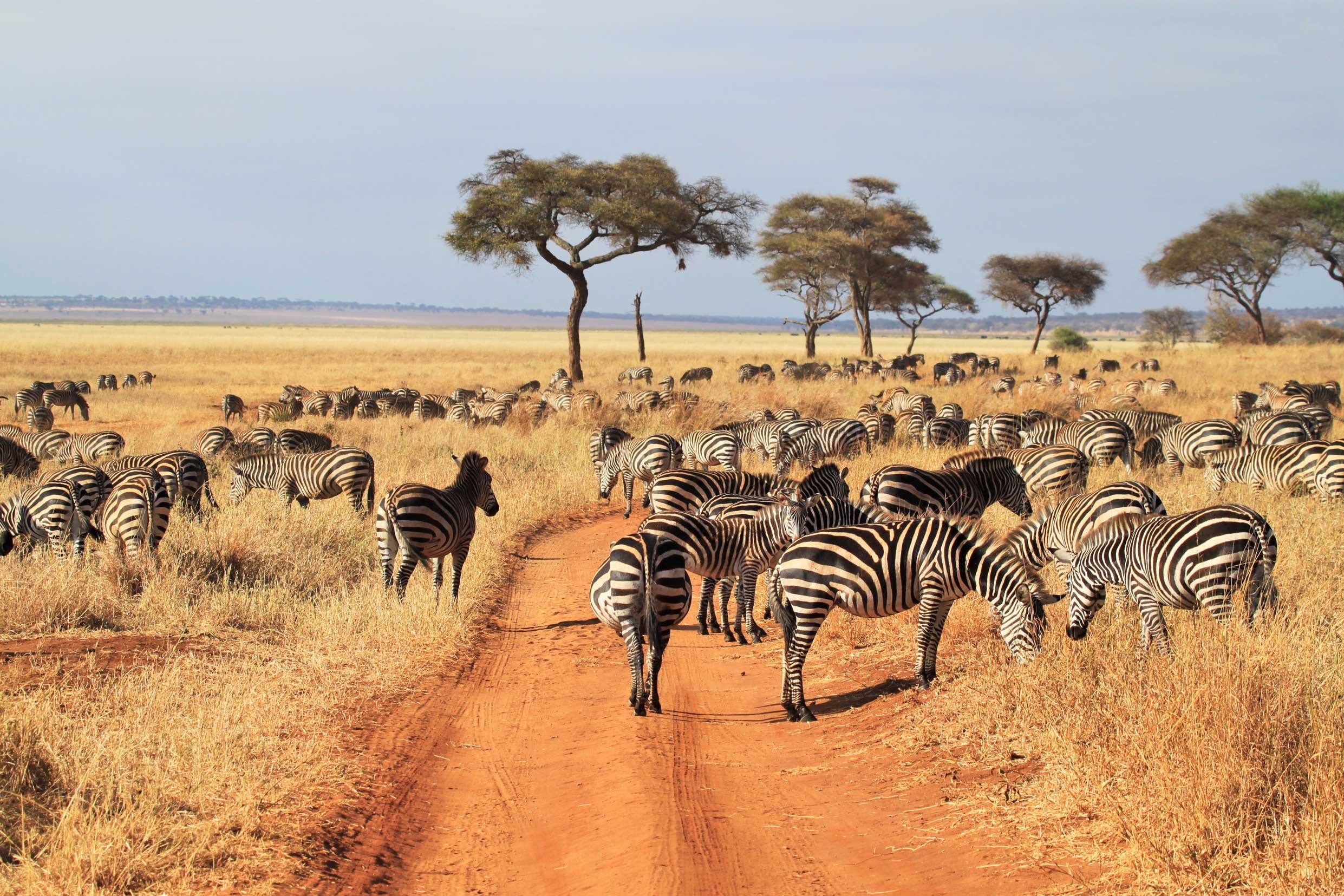 Tarangire National Park wildlife and landscape