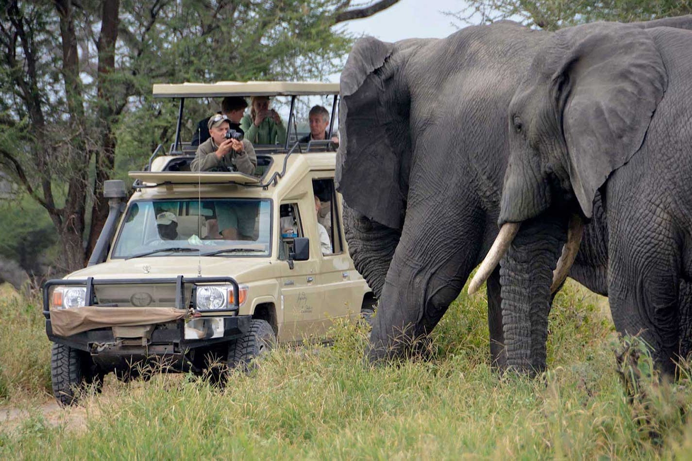 Serengeti National Park wildlife scene