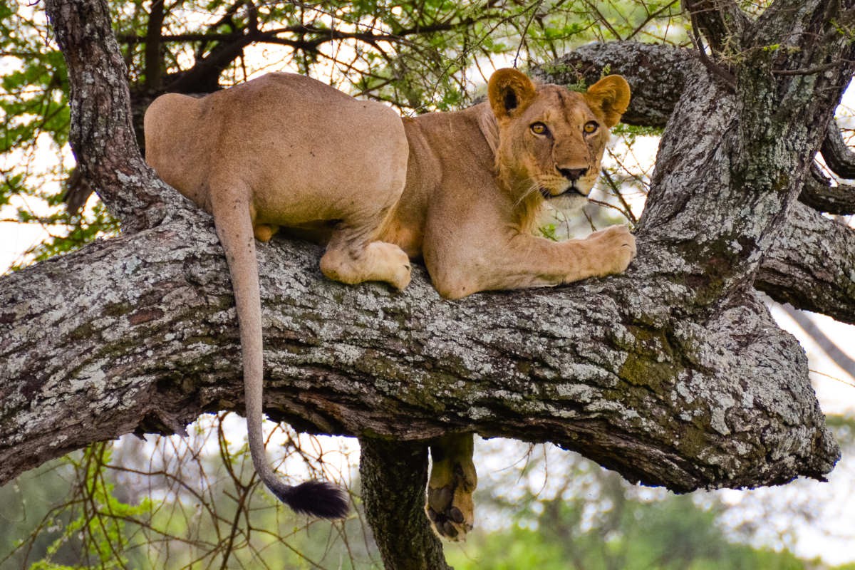 Ngorongoro Crater scenic wildlife view