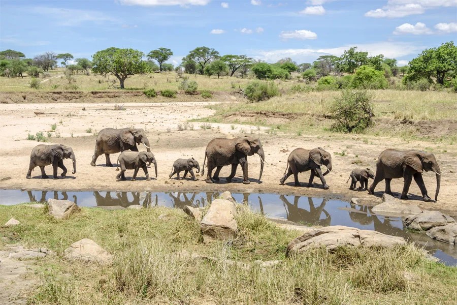 Safari vehicle and wildlife in Tanzania