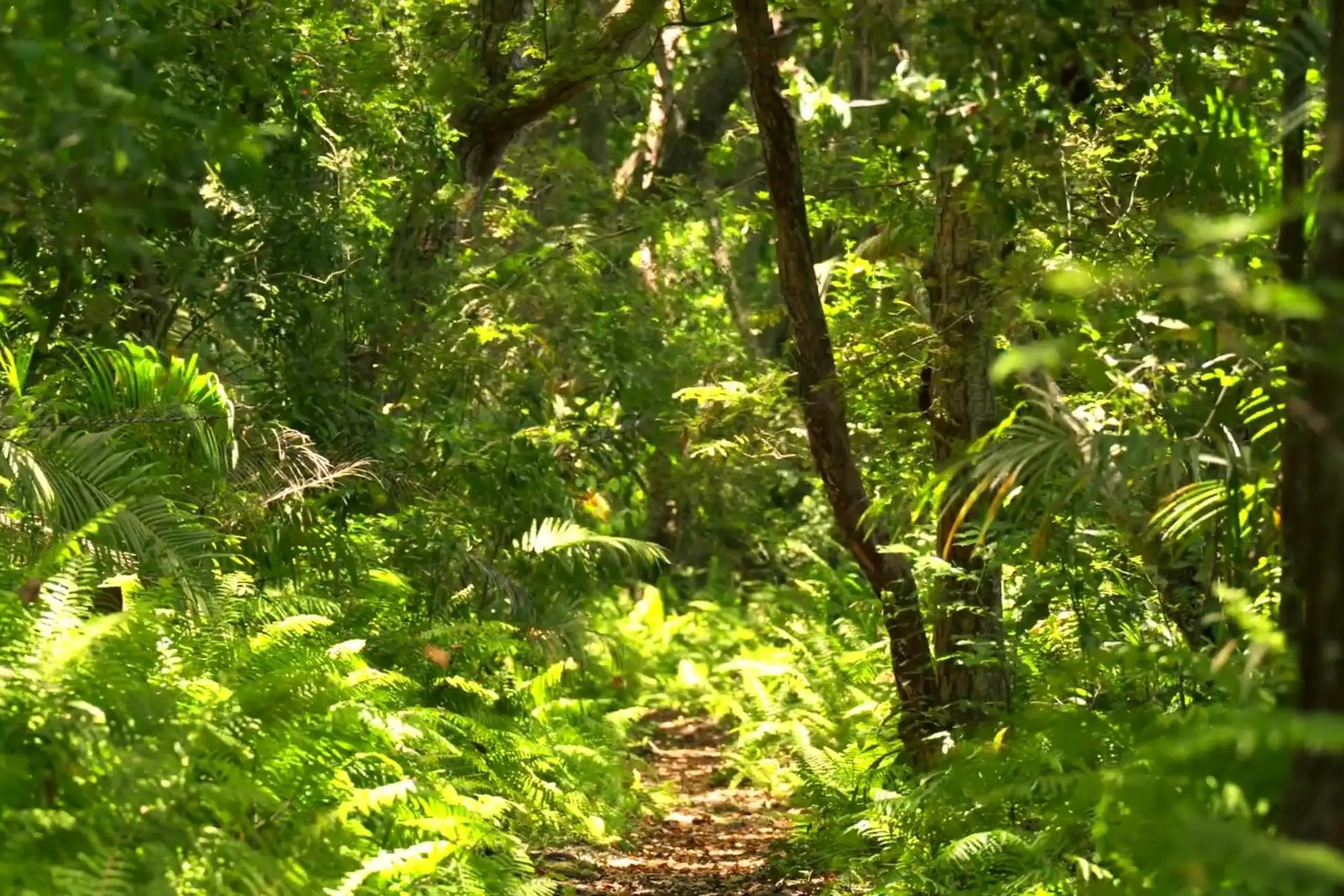 Jozani Forest Tour image 2