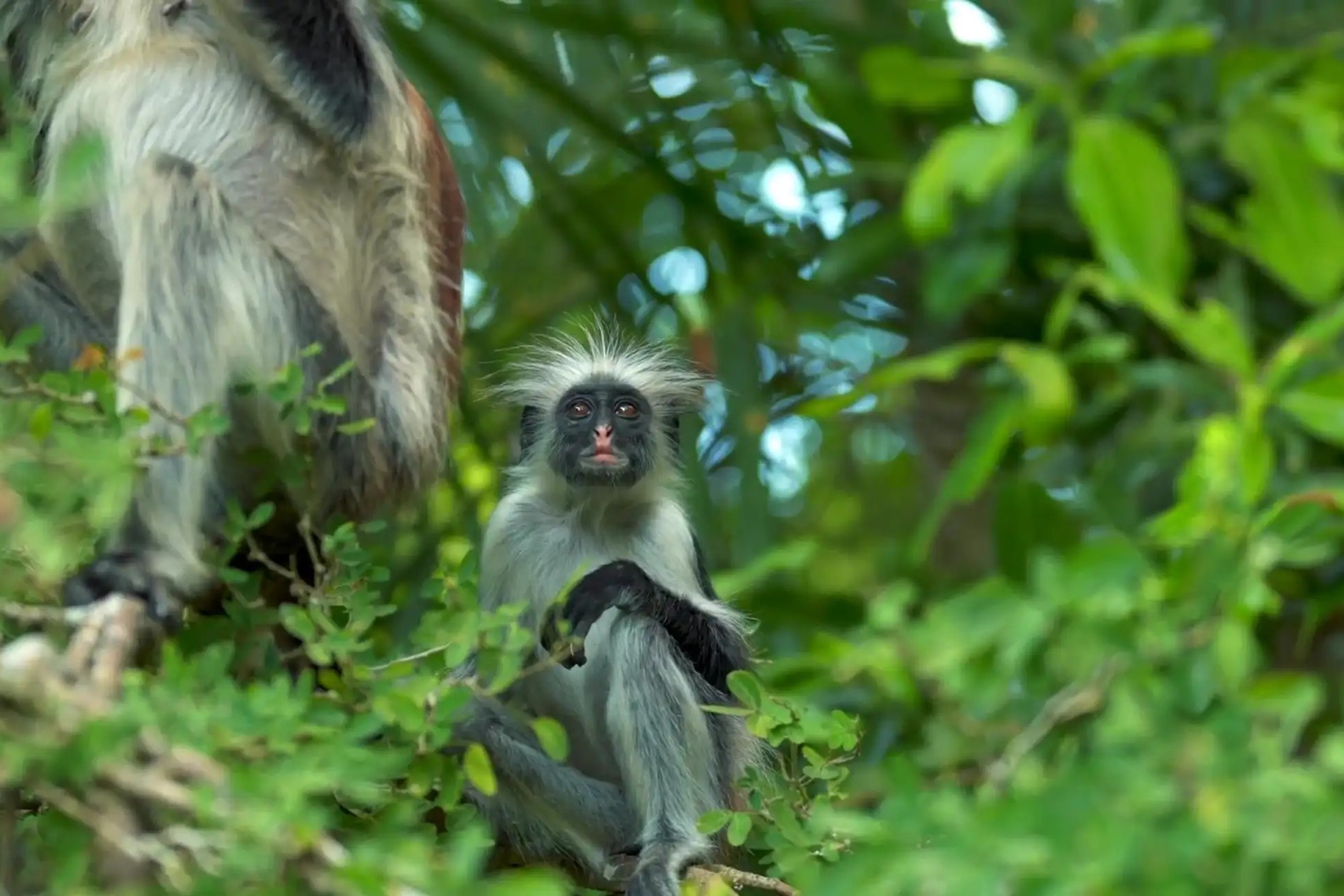 Image of Full Day Jozani Forest, Spice Farm & Stone Town