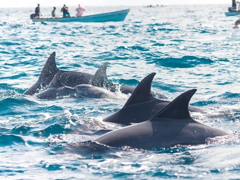 Kizimkazi Dolphins Tour