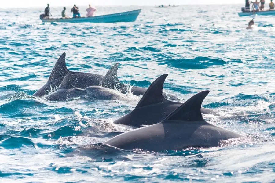 Image of Kizimkazi Dolphins Tour