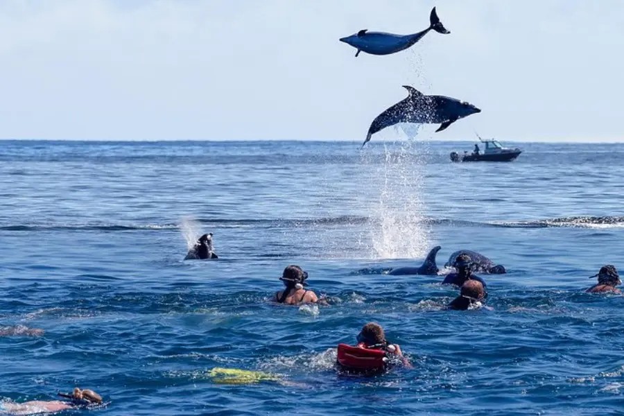 Kizimkazi Dolphins Tour image 2
