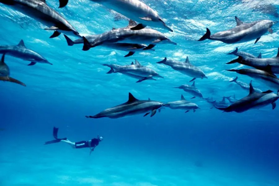 Kizimkazi Dolphins Tour image 4
