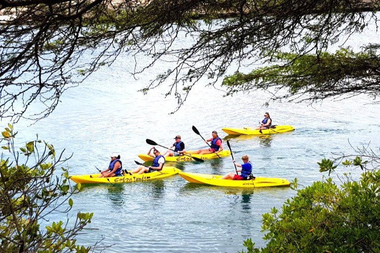 Mangrove Kayaking with Lunch image 2
