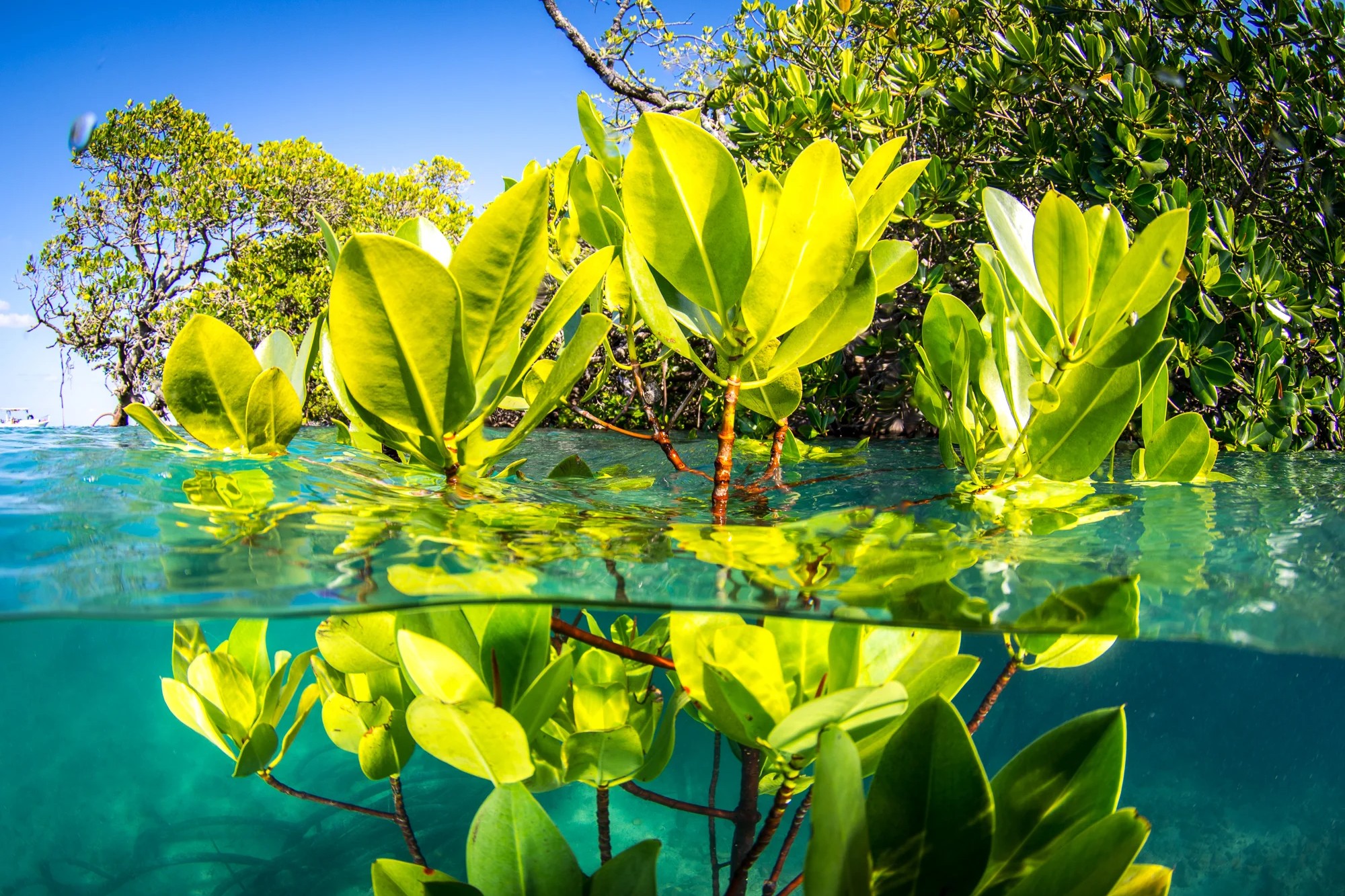 Mangrove Kayaking with Lunch image 4