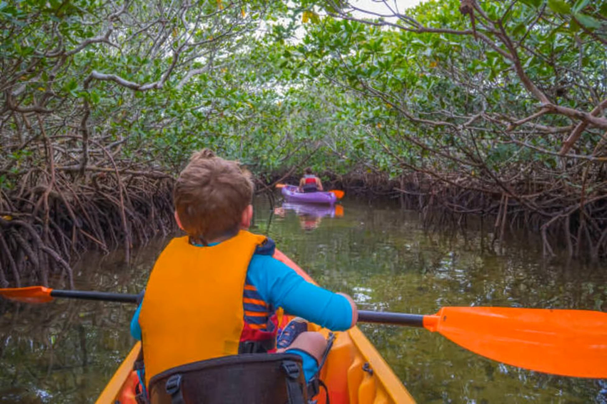 Mangrove Kayaking with Lunch image 5