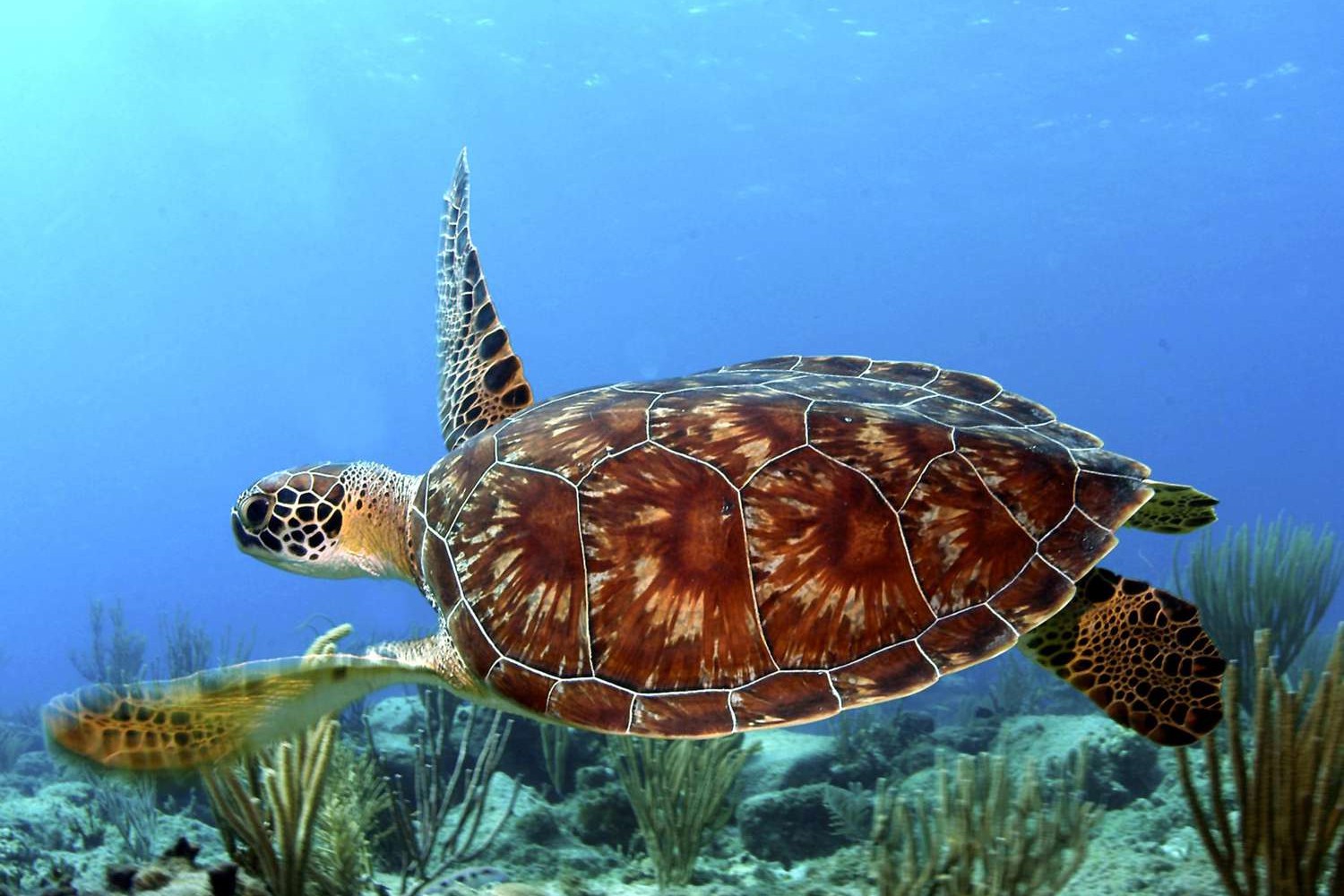 Image of Nungwi Beach: Turtles Aquarium & Private Dhow Cruise