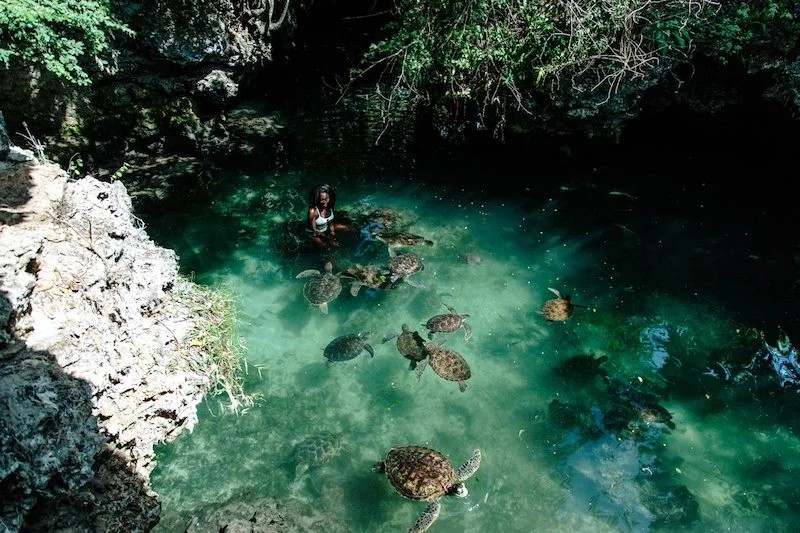 Nungwi Beach Turtles Aquarium & Private Dhow Cruise image 2