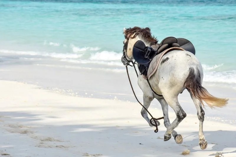 Nungwi Beach Swim with the Horses image 1