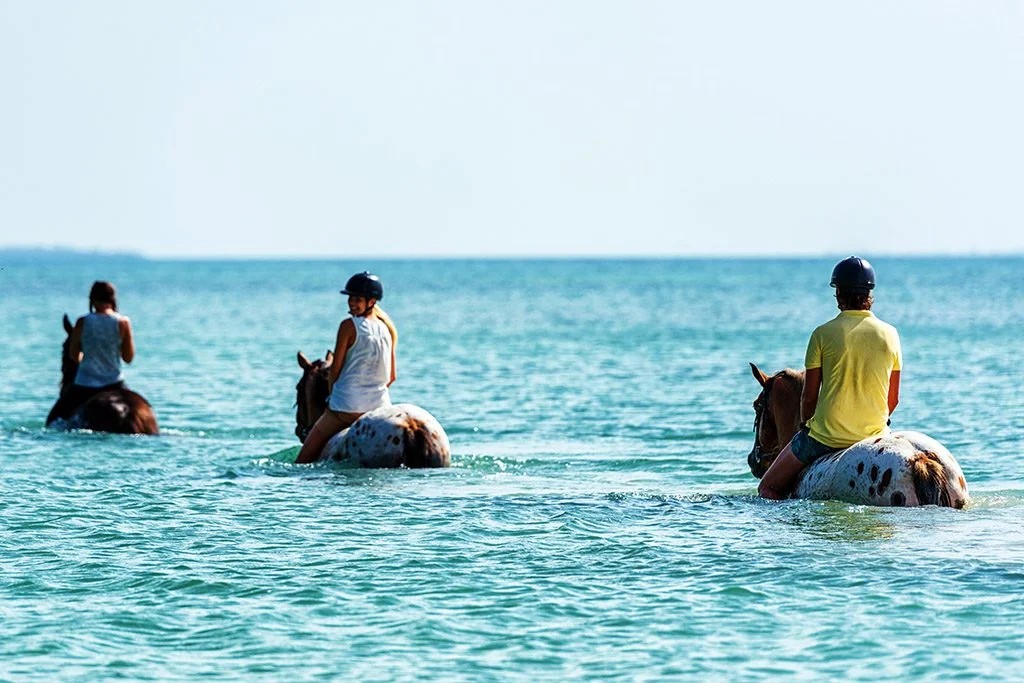 Nungwi Beach Swim with the Horses image 3