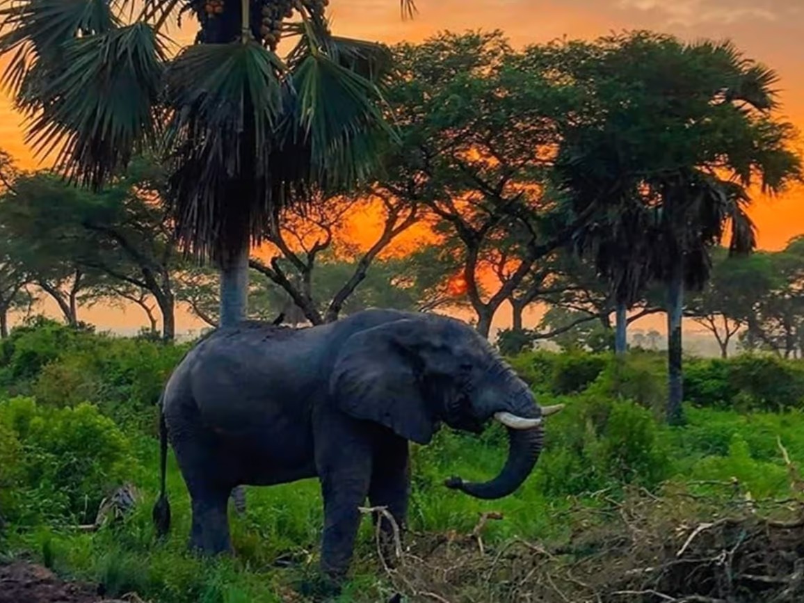 Nyerere National Park wilderness and wildlife