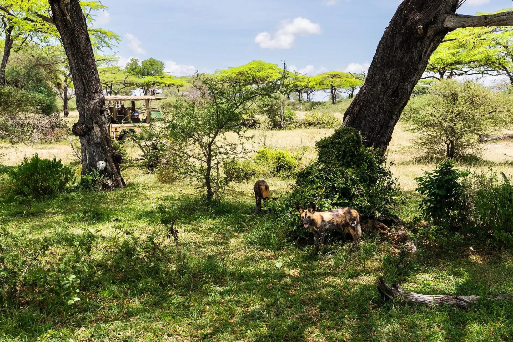 Selous Day Trip Safari From Zanzibar
