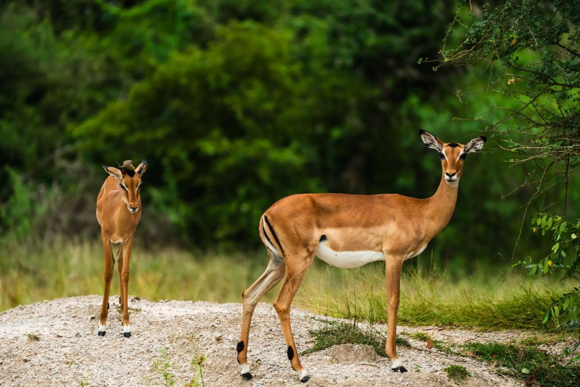 Selous Day Trip Safari From Zanzibar