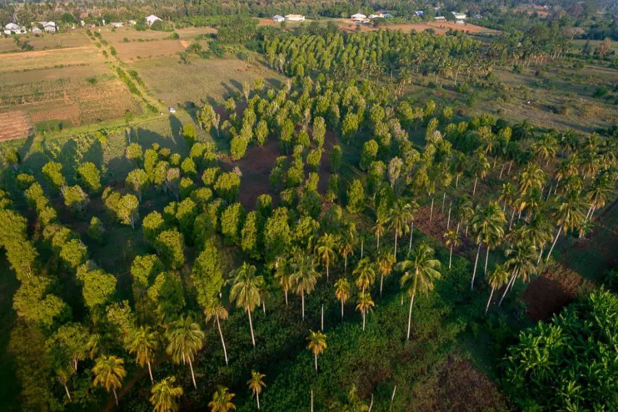 Spice Farm Tour image 2