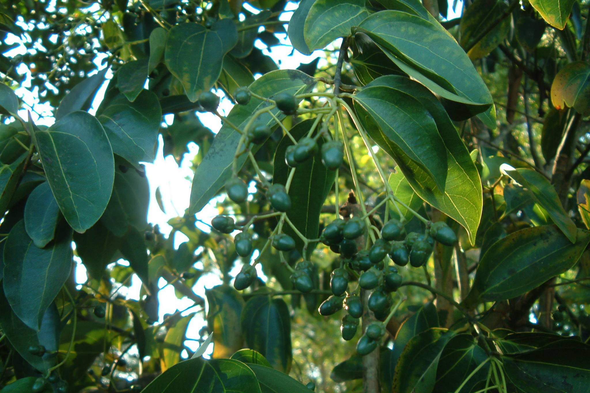 Spice Farm Tour image 3