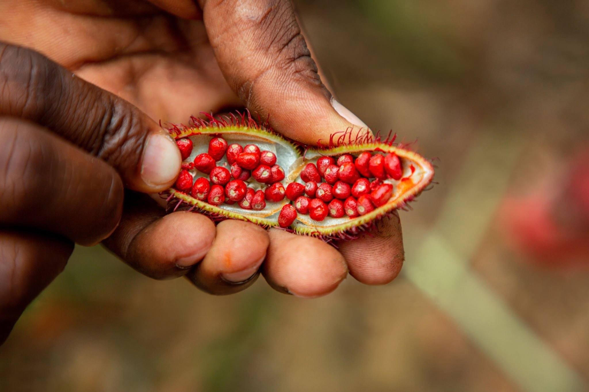 Image of Spice Farm & Stone Town Tour