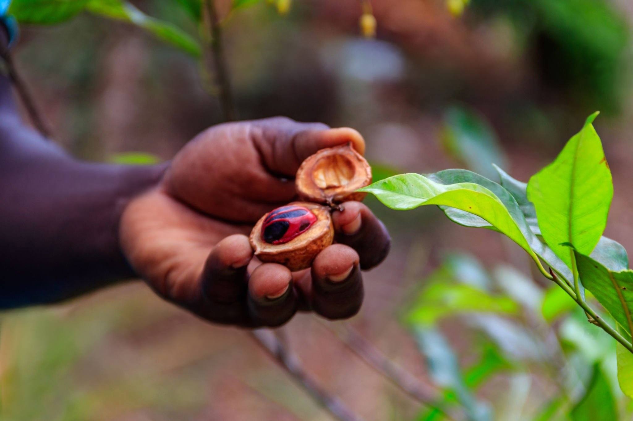 Spice Farm Tour image 5