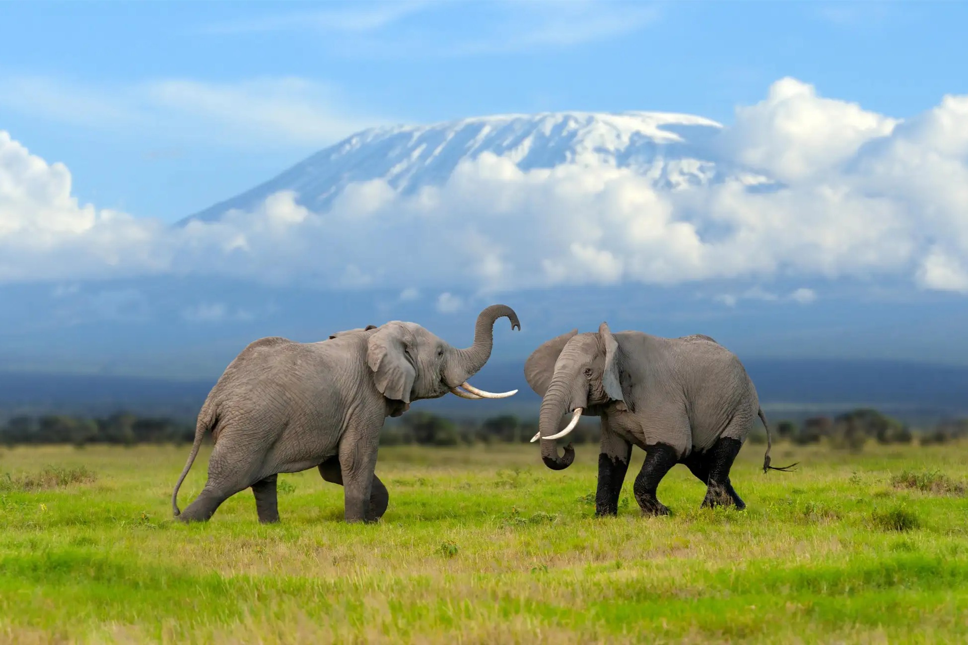Tanzania Safari Adventures
