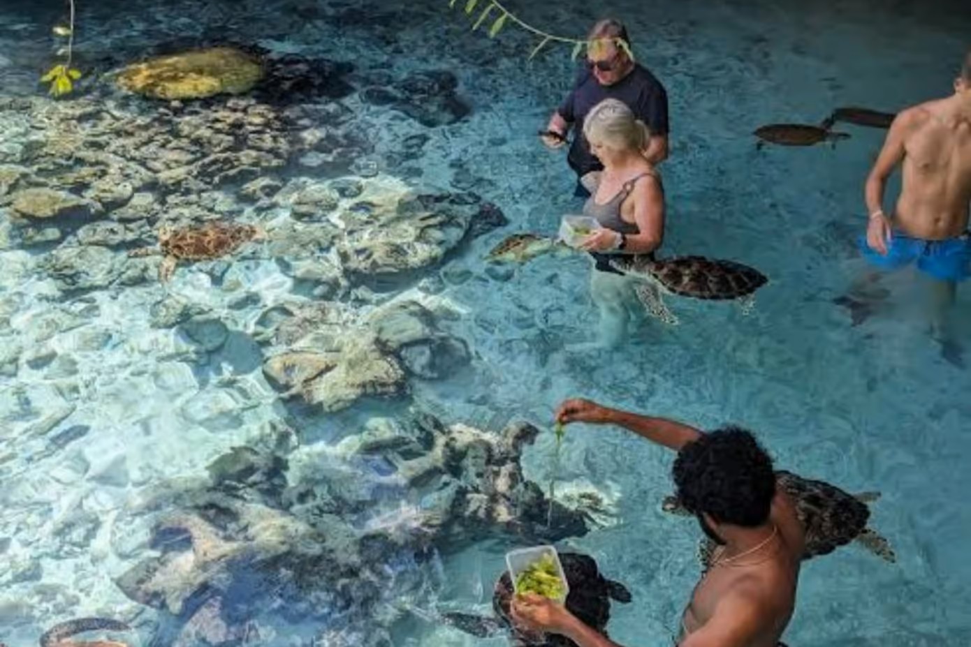 Image of Turtles Aquarium - Salaam Cave