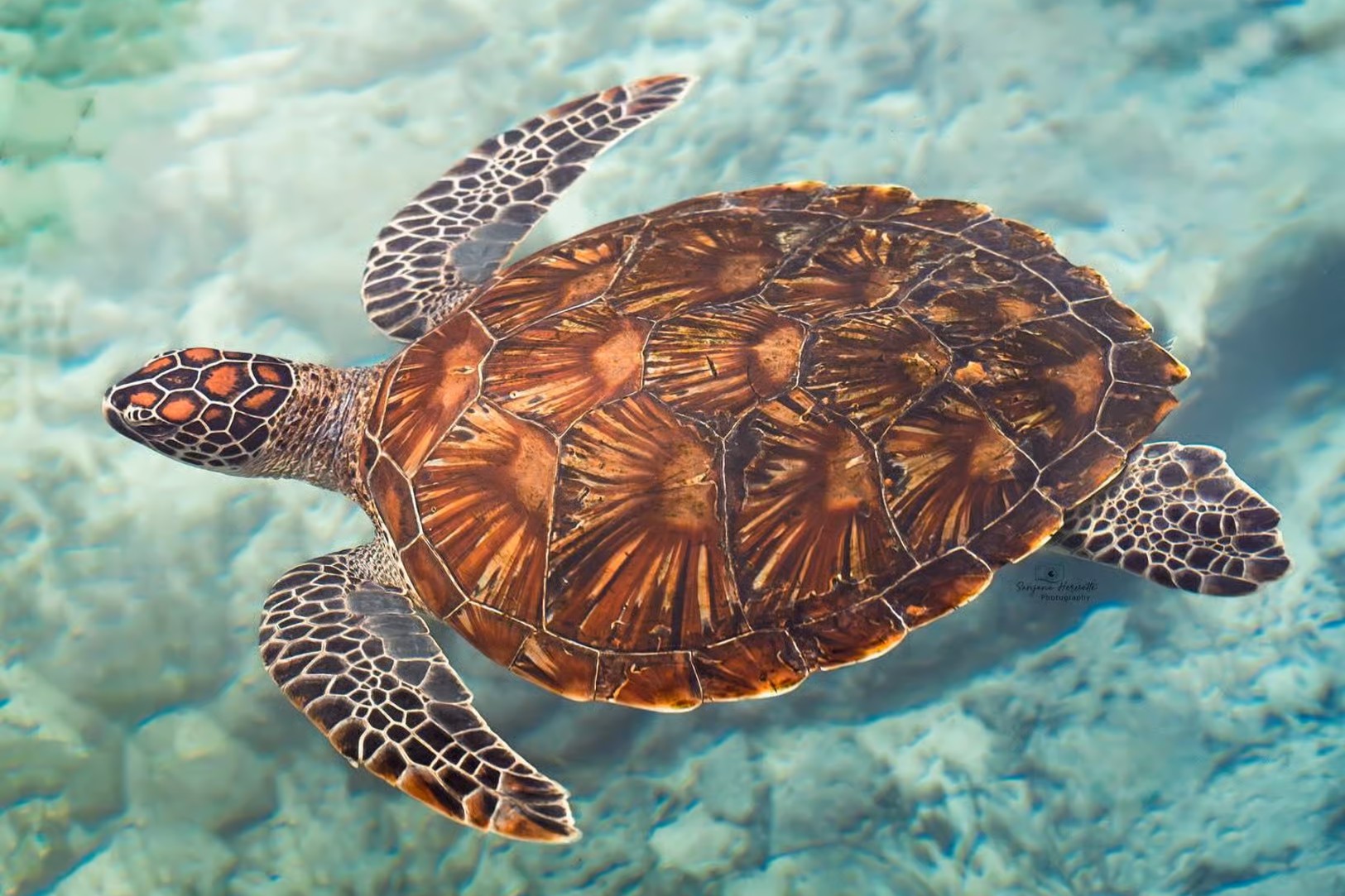 Turtles Aquarium and Salaam Cave image 5