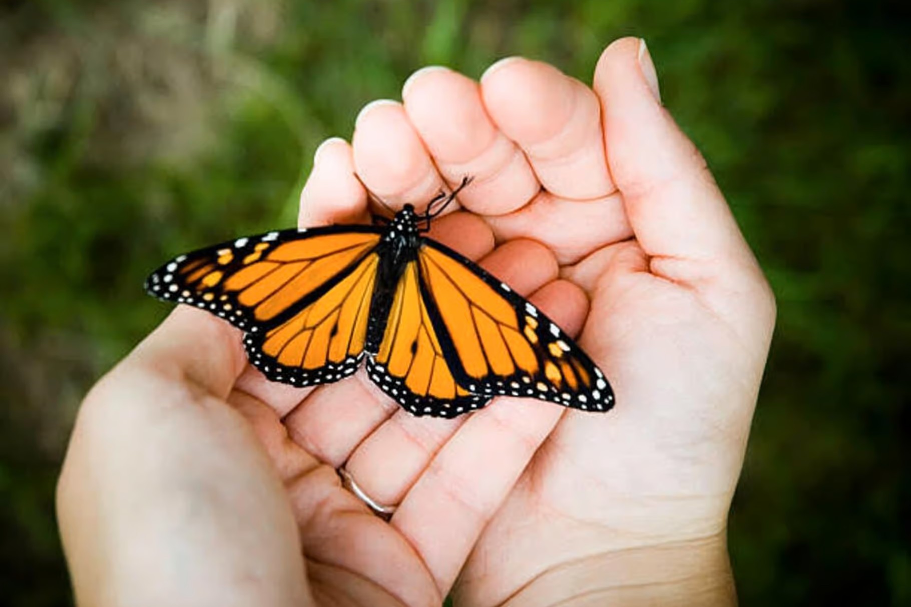 Image of Visit Zanzibar Butterfly Center