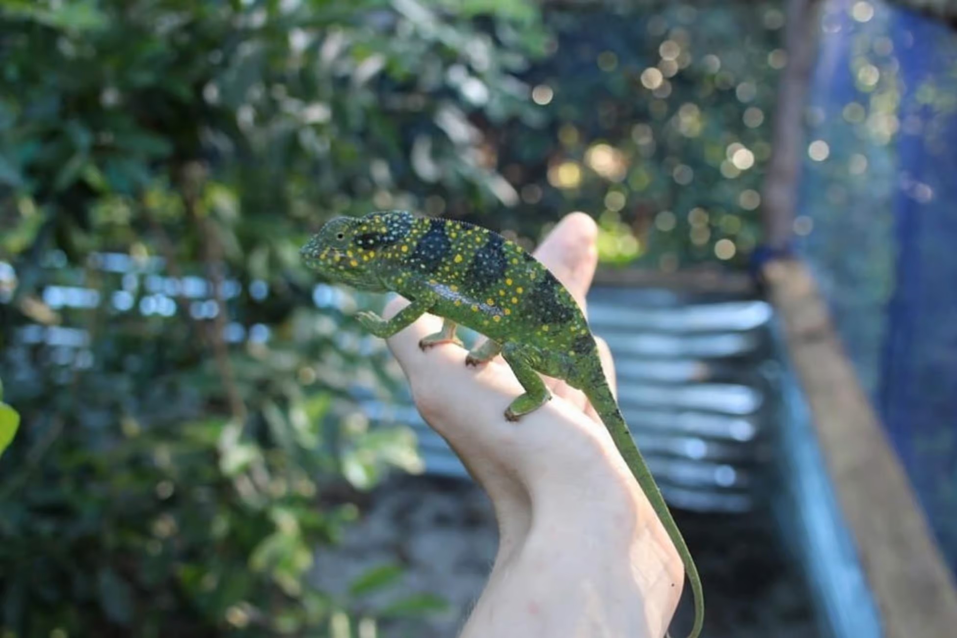 Visit Zanzibar Butterfly Center image 3