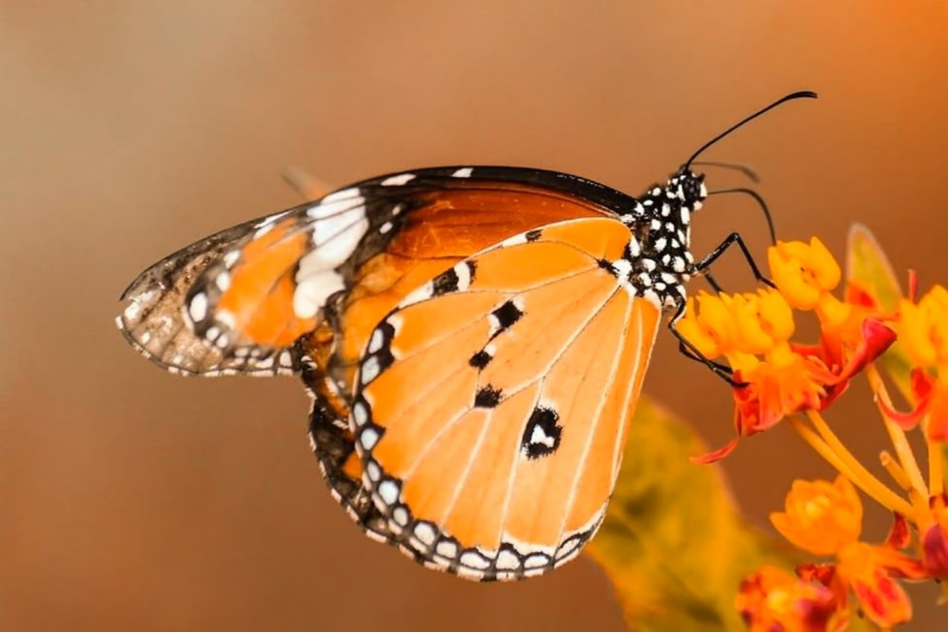 Visit Zanzibar Butterfly Center image 4
