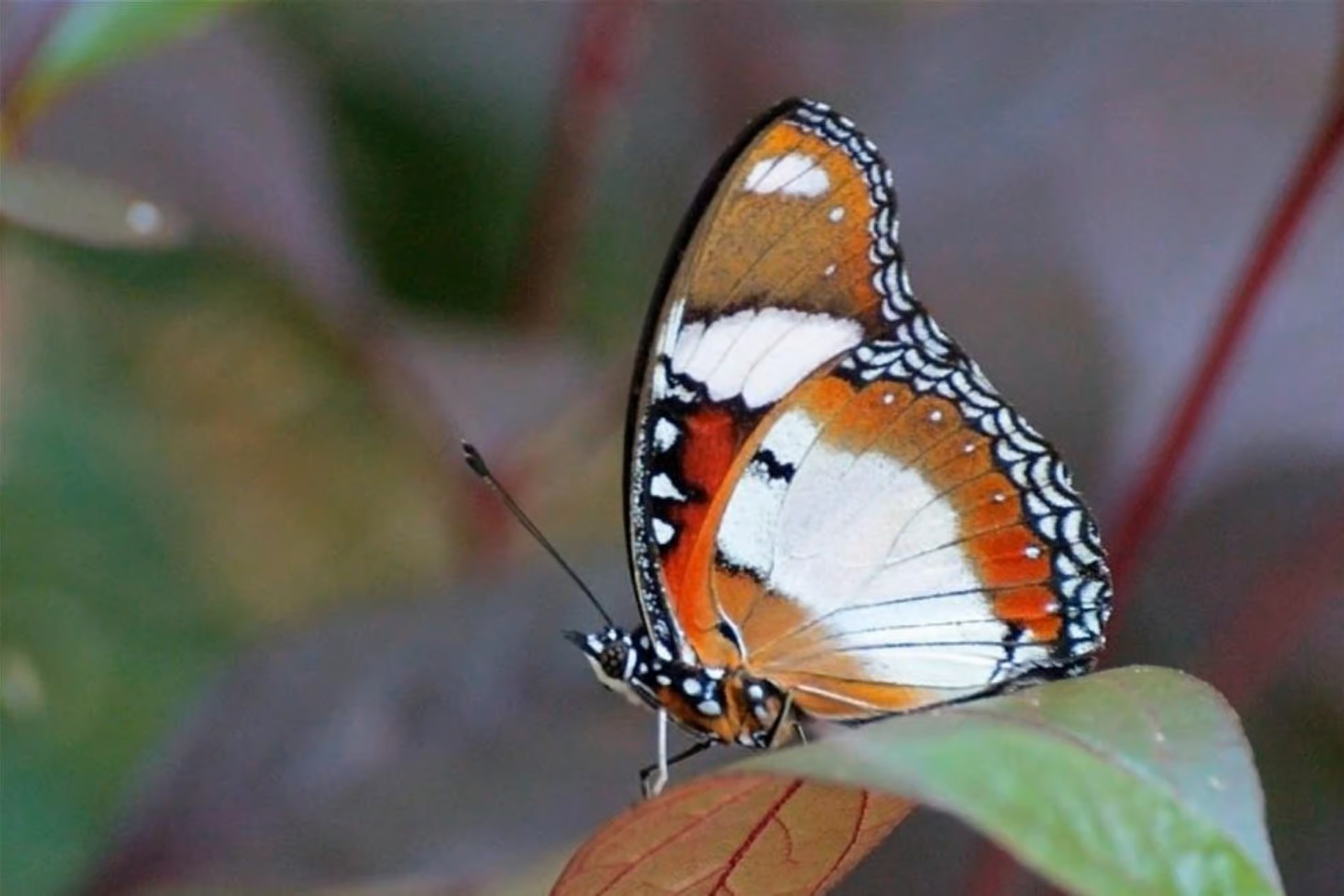 Visit Zanzibar Butterfly Center image 5